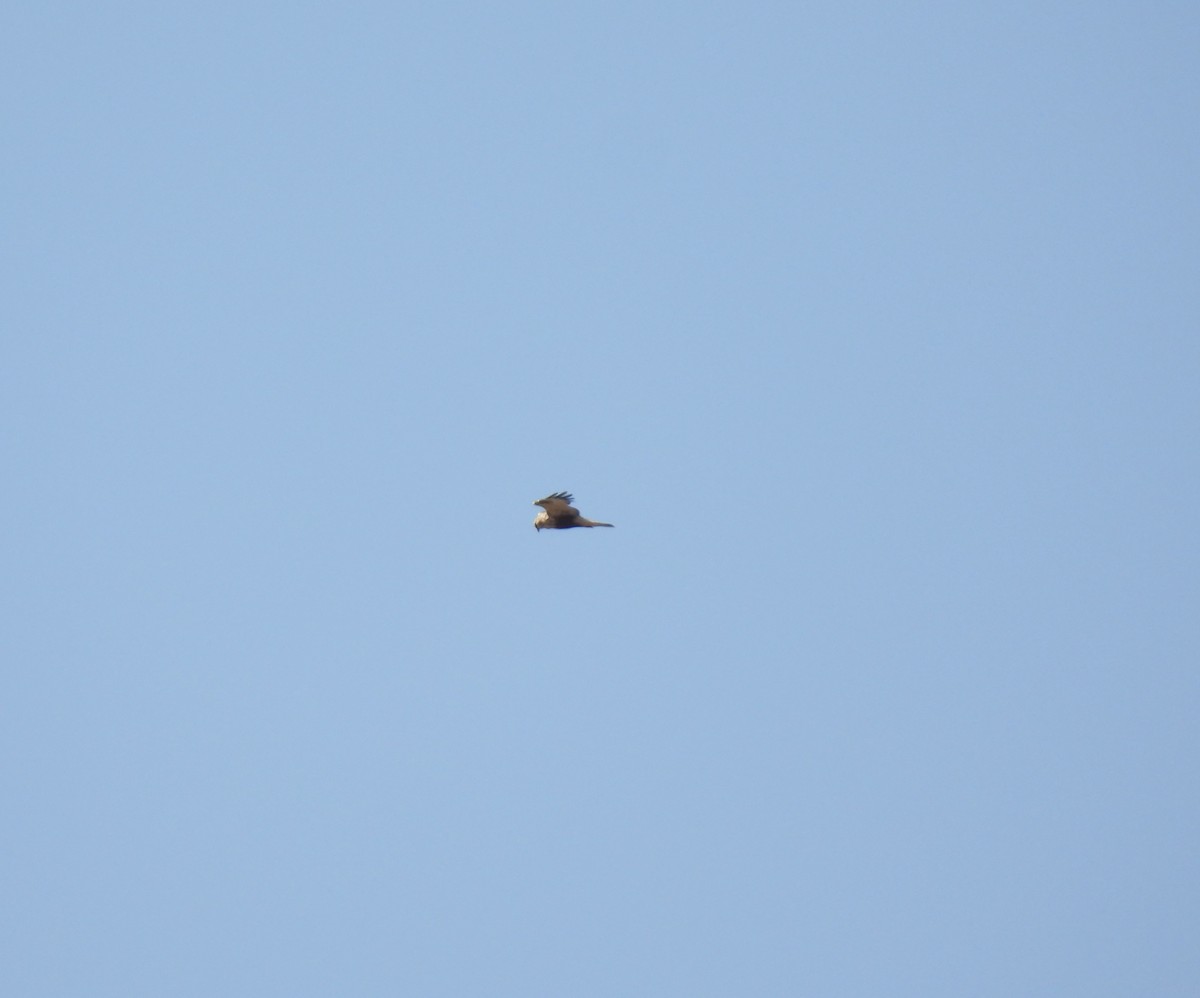 Rough-legged Hawk - ML616794494