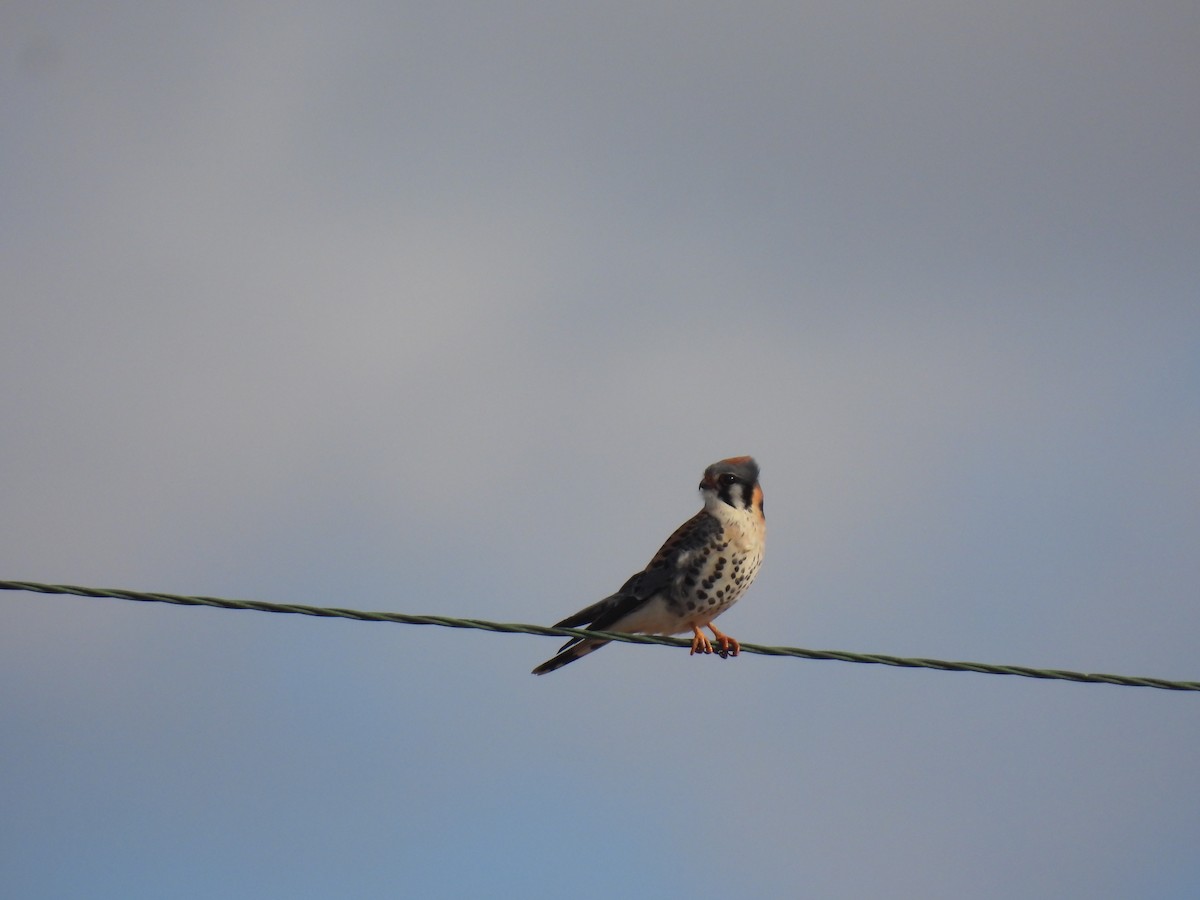 American Kestrel - ML616794508