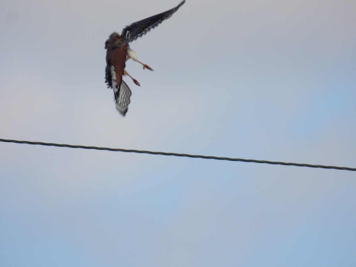 American Kestrel - ML616794510