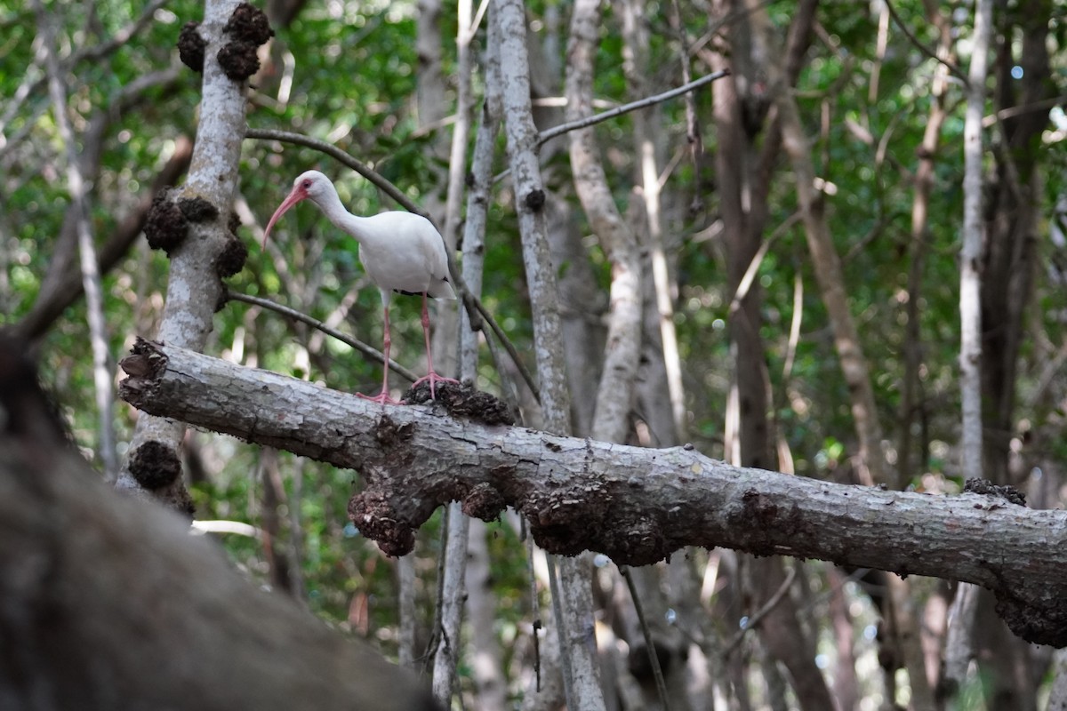 White Ibis - ML616794519