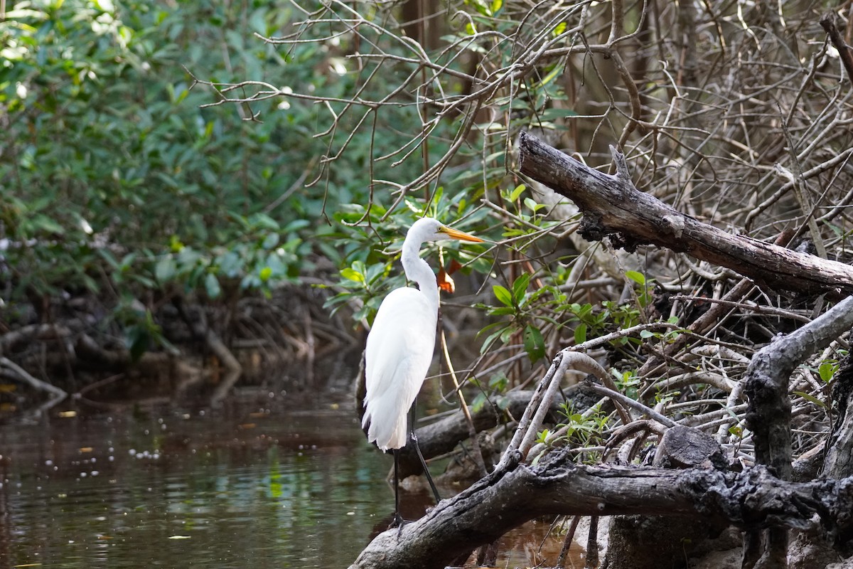 Great Egret - ML616794529