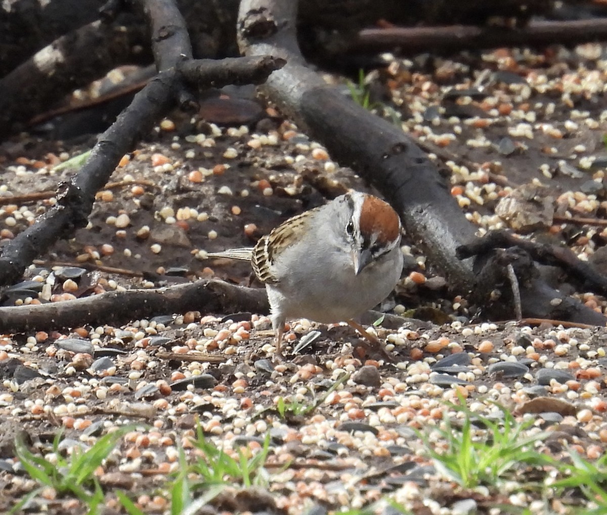 Chipping Sparrow - ML616794533