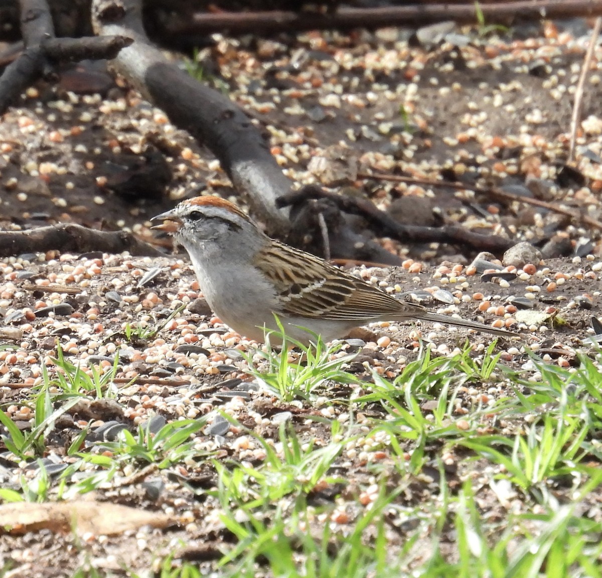 Chipping Sparrow - ML616794534
