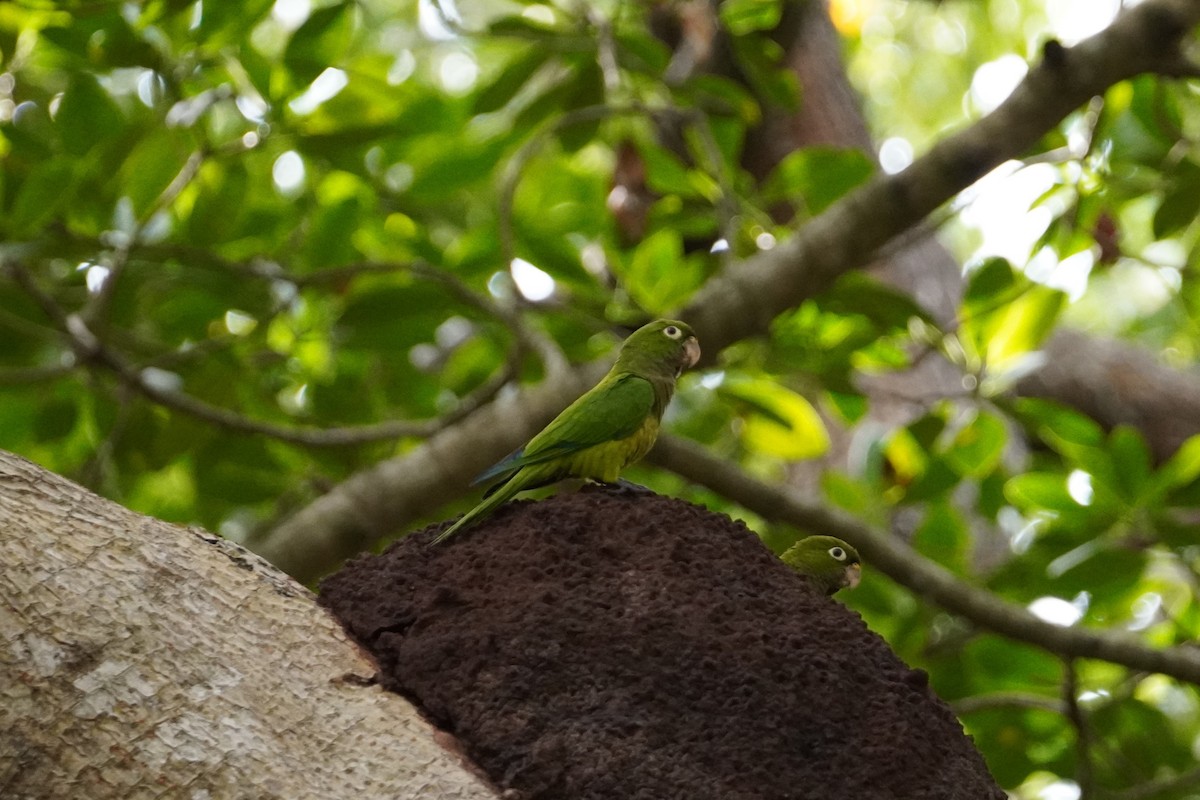 Olive-throated Parakeet - ML616794560