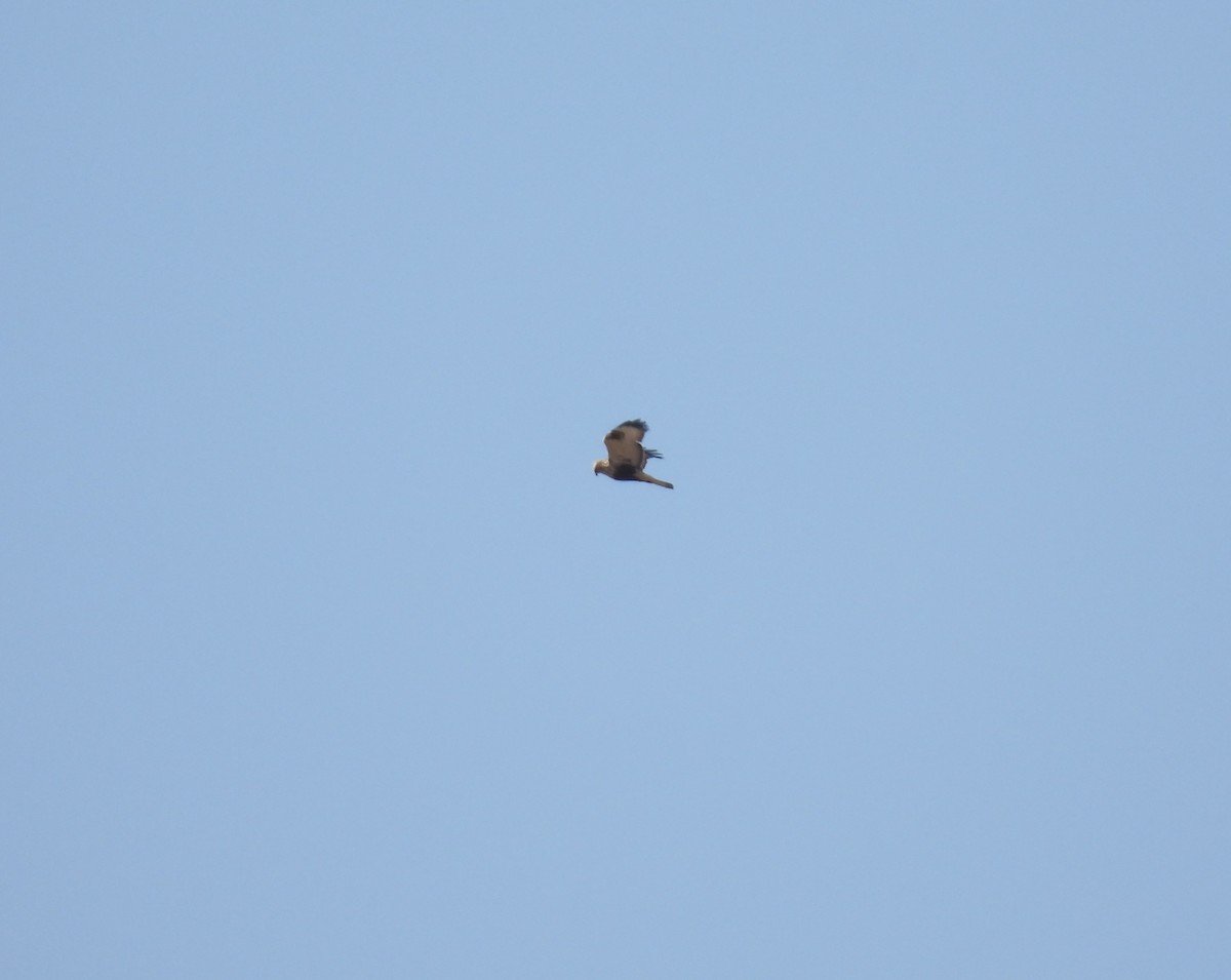 Rough-legged Hawk - ML616794564