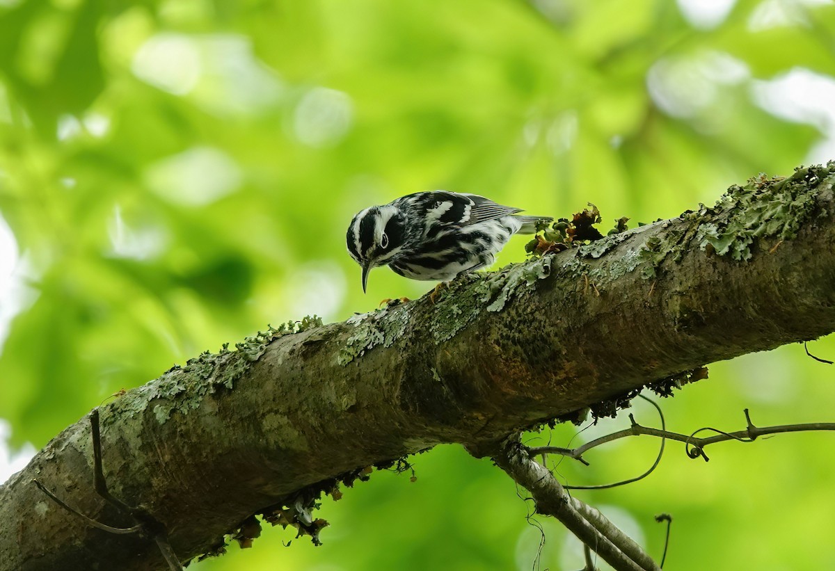Black-and-white Warbler - ML616794577