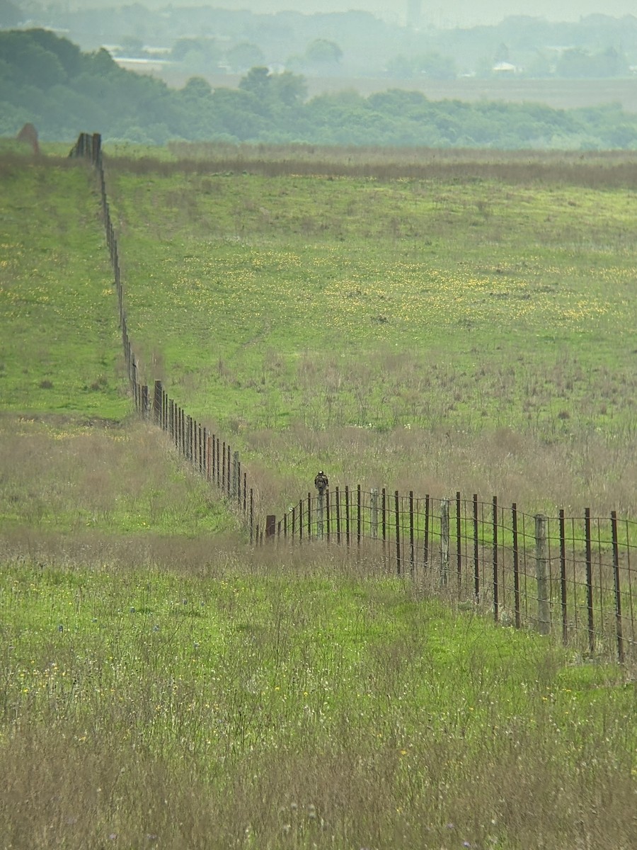 White-tailed Hawk - ML616794592