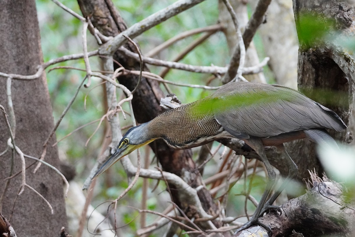 Bare-throated Tiger-Heron - ML616794645