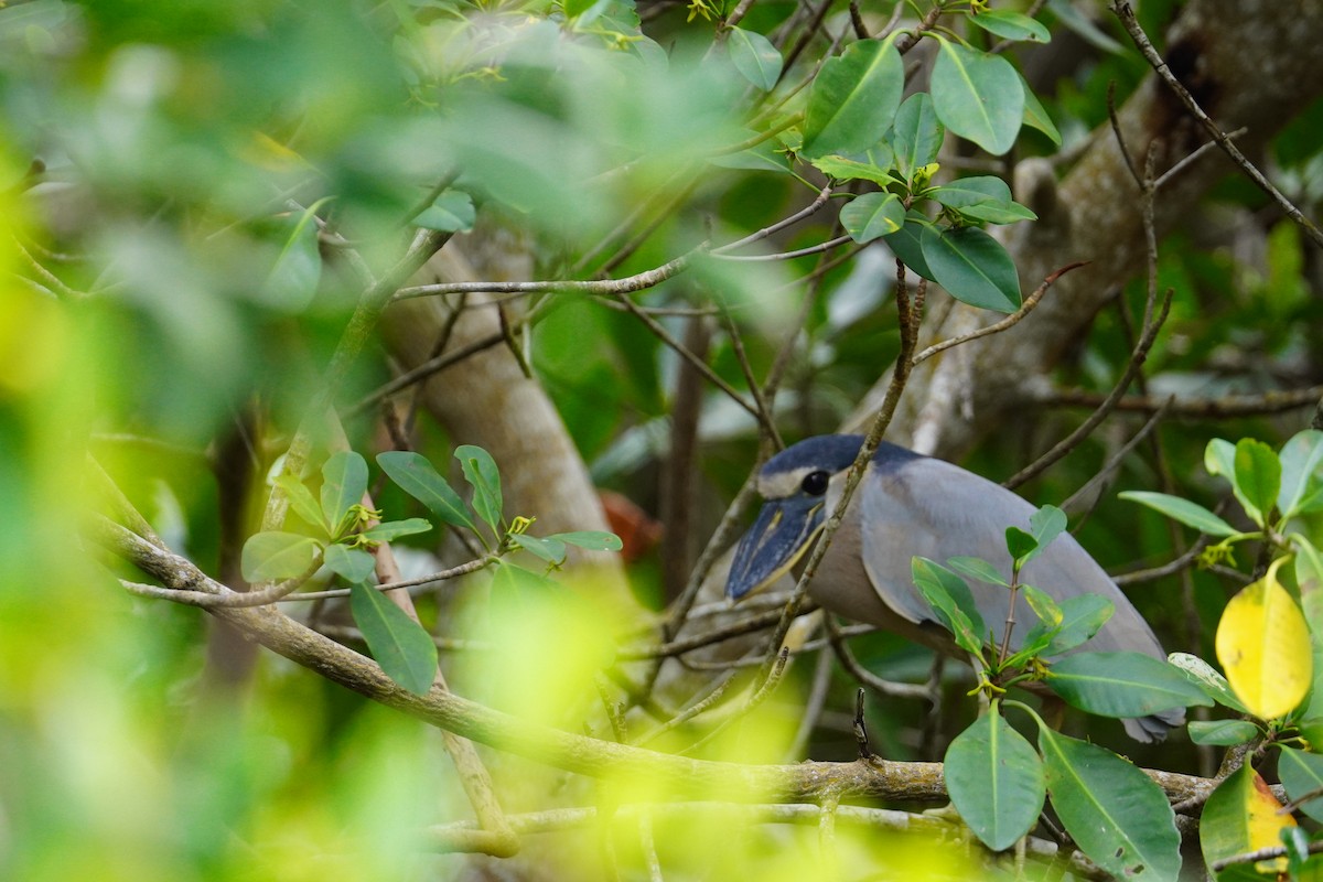 Boat-billed Heron - ML616794662