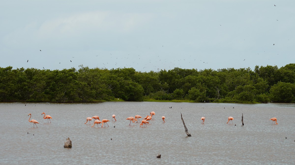 American Flamingo - ML616794676