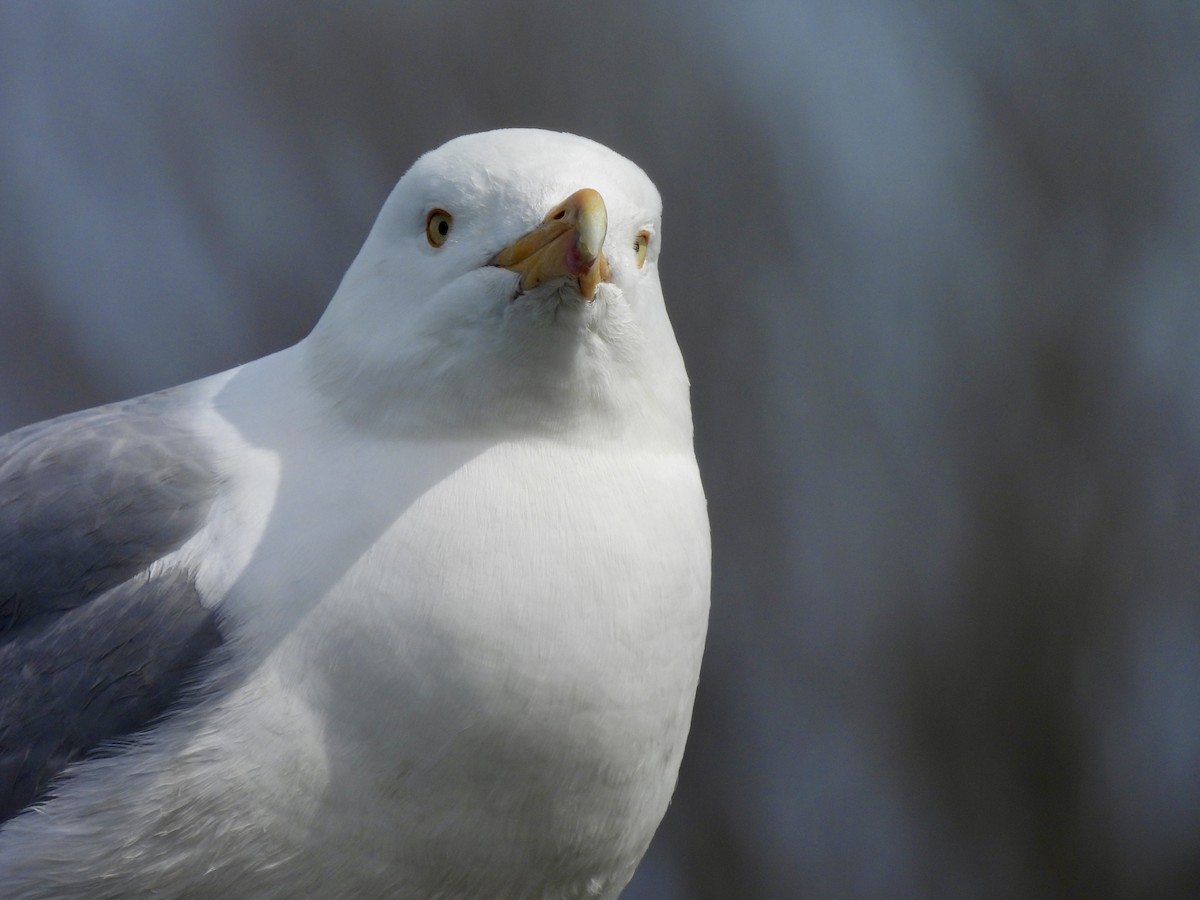 Herring Gull - ML616794709