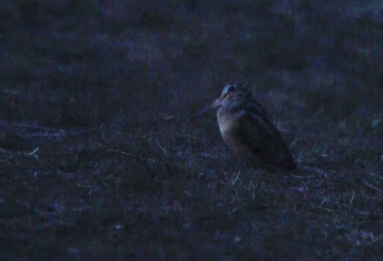 アメリカヤマシギ - ML616794734