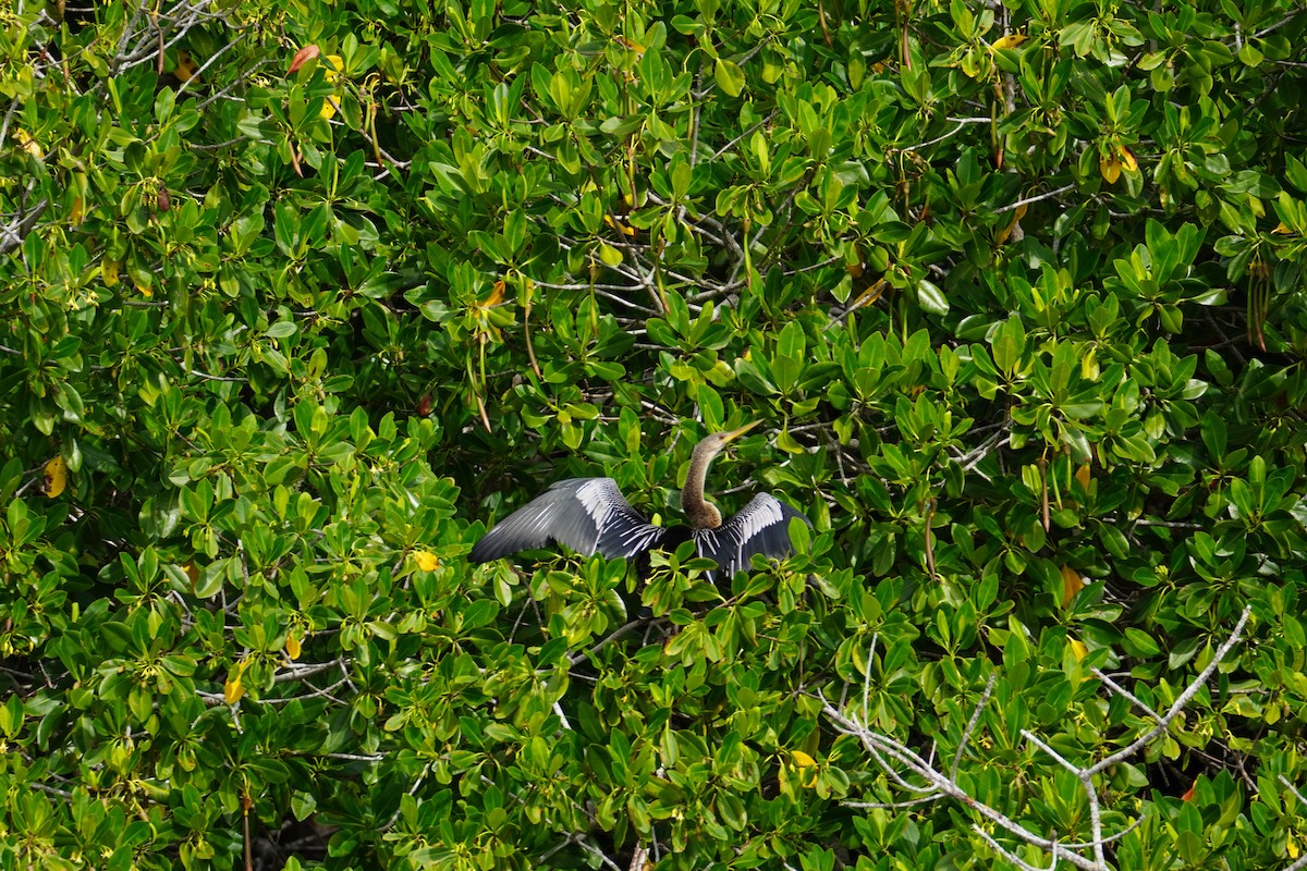 Anhinga d'Amérique - ML616794738