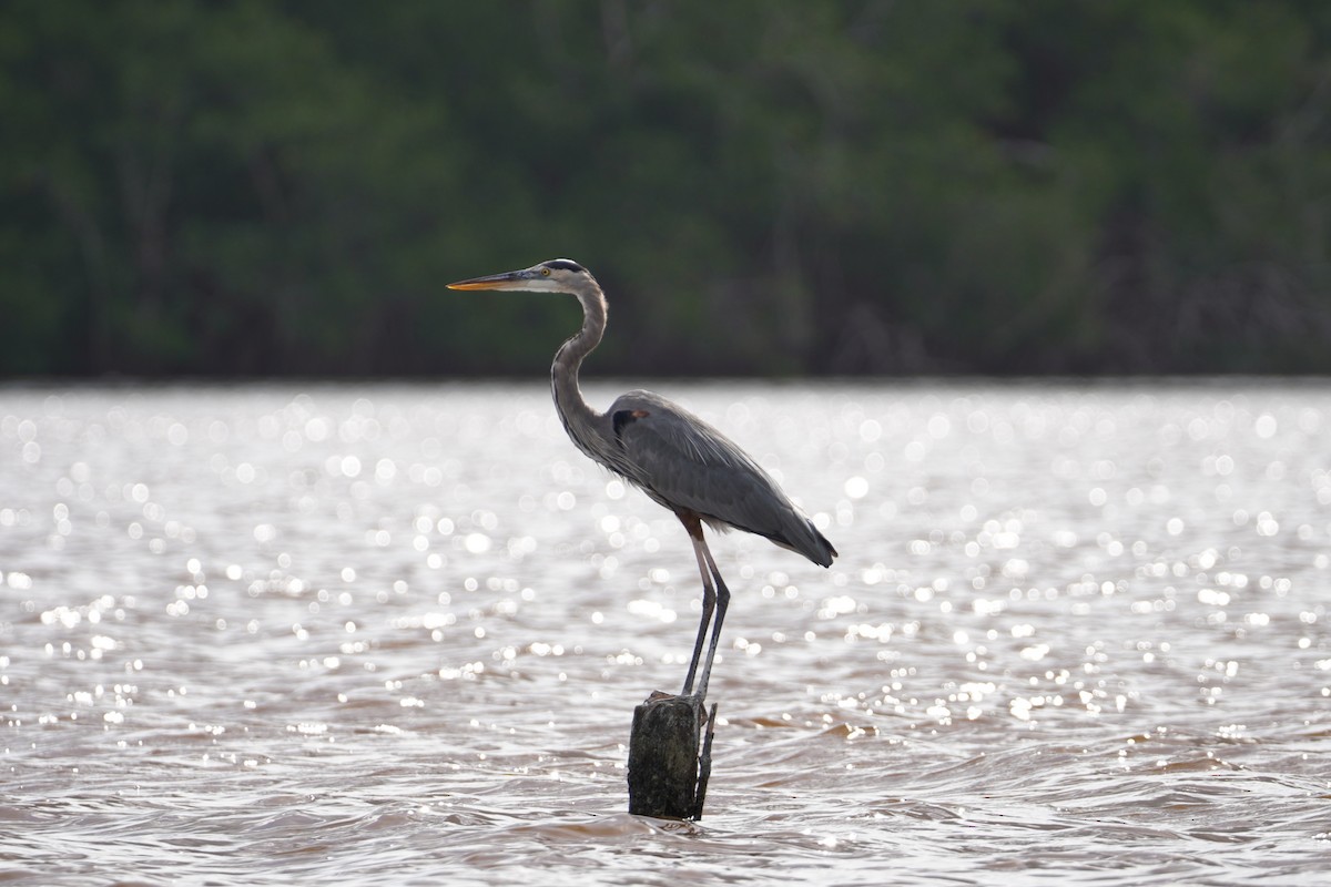 Great Blue Heron - ML616794760