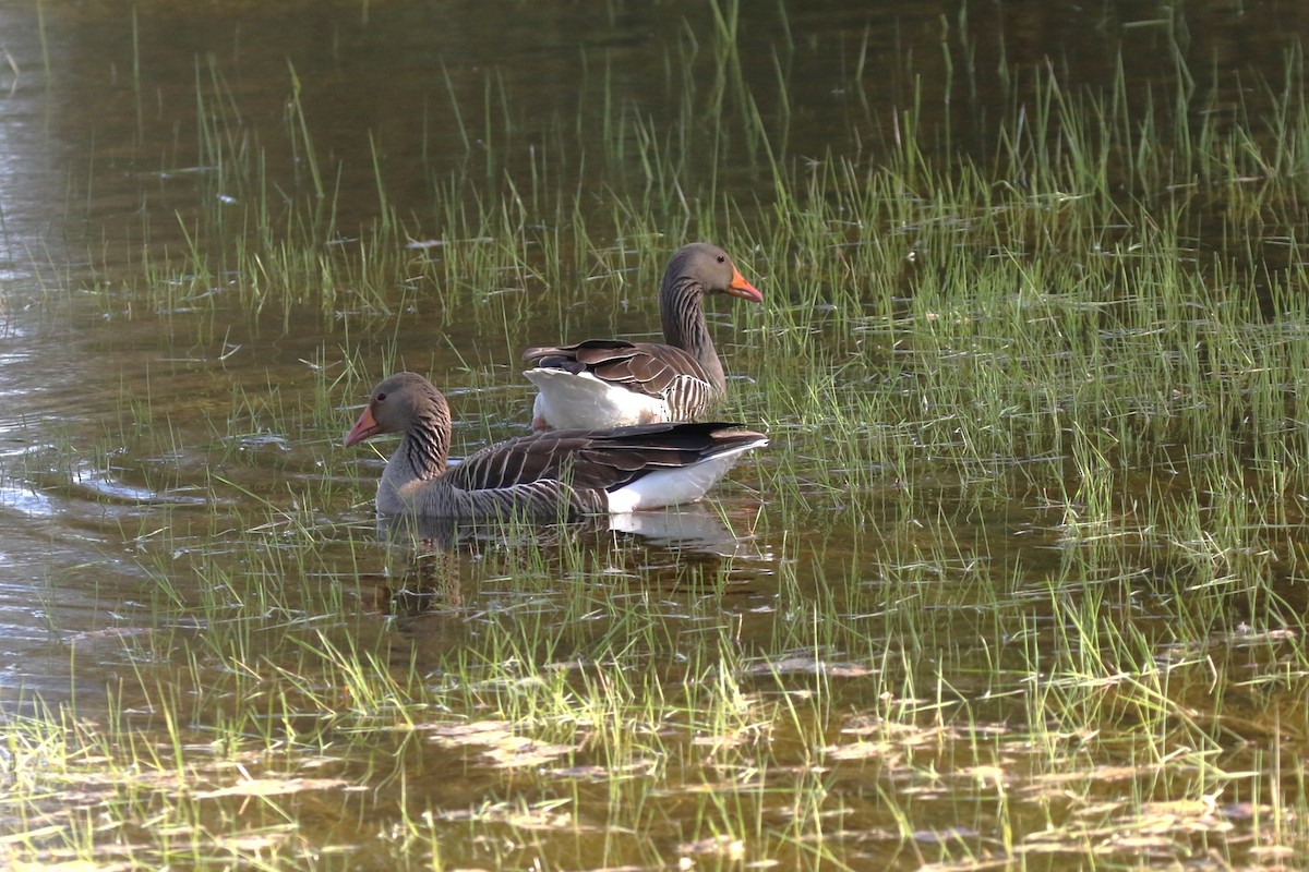 Graylag Goose - ML616794824