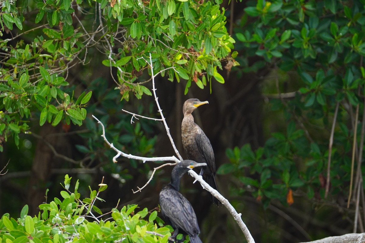 Neotropic Cormorant - ML616794831