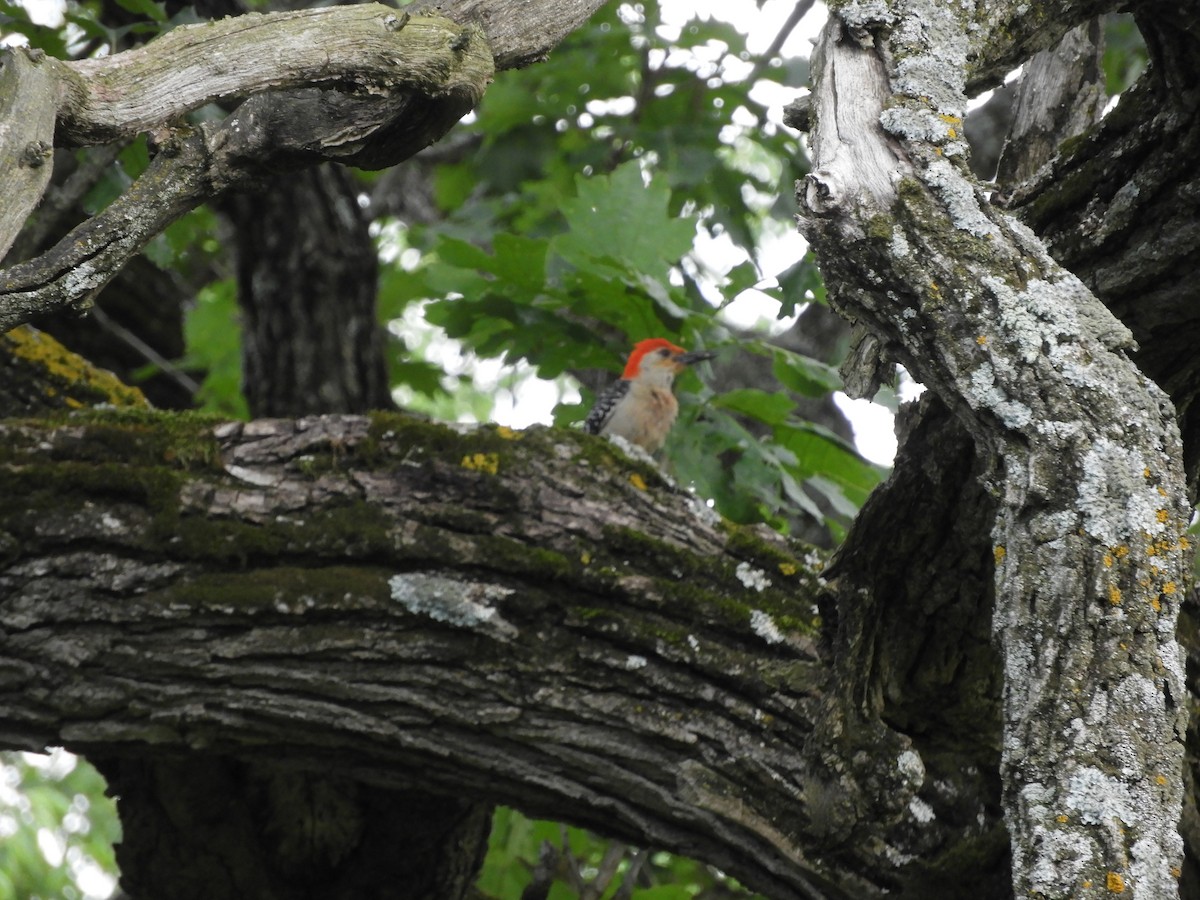 Red-bellied Woodpecker - Heidi Tarasiuk