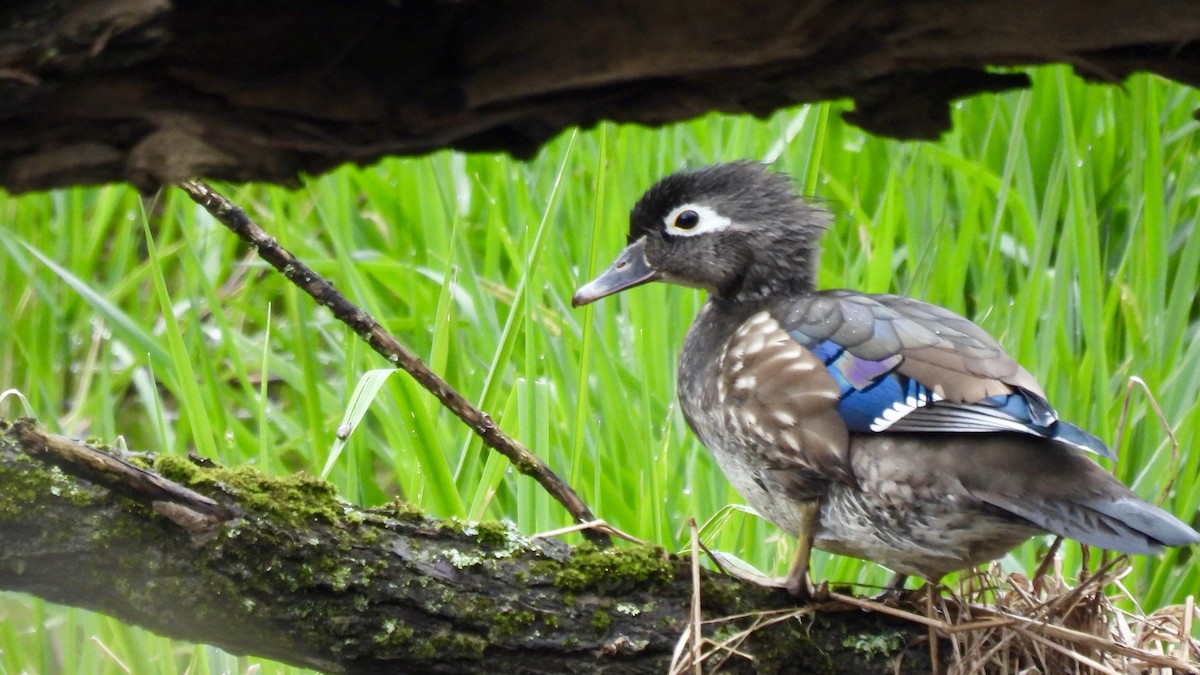 Wood Duck - ML616794927