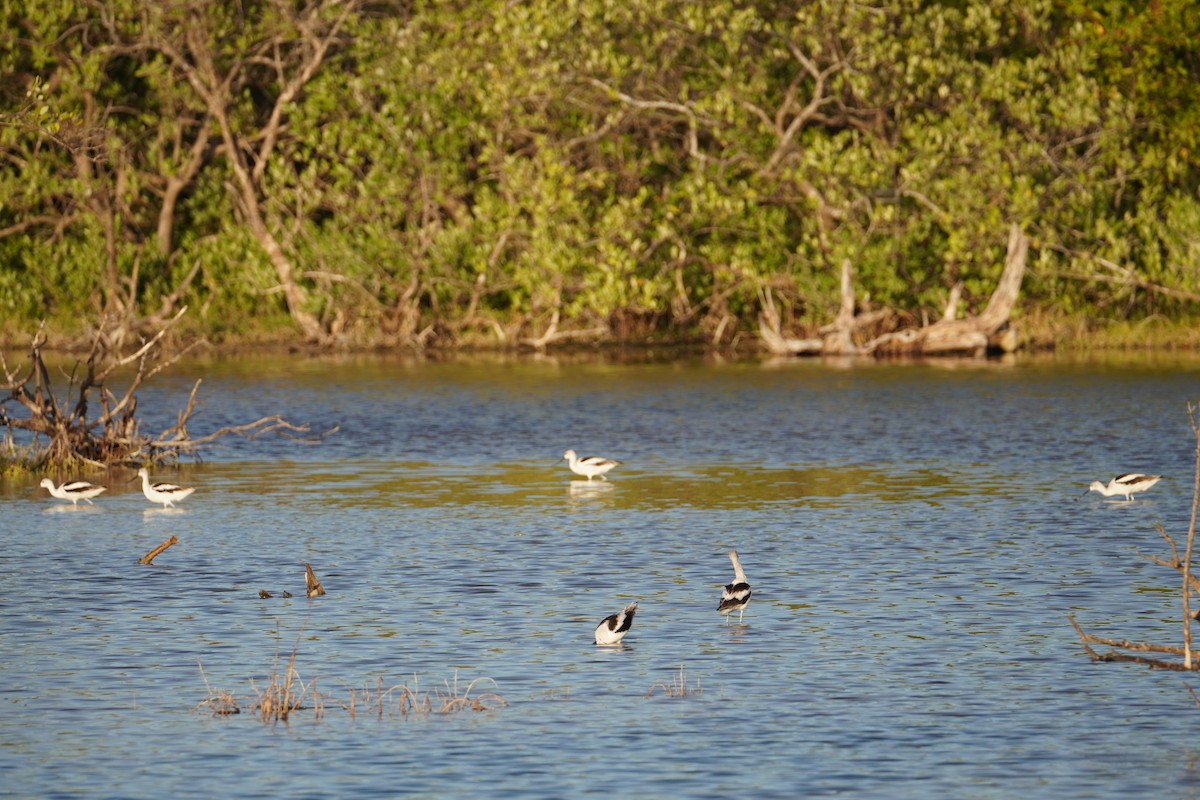 American Avocet - ML616794933