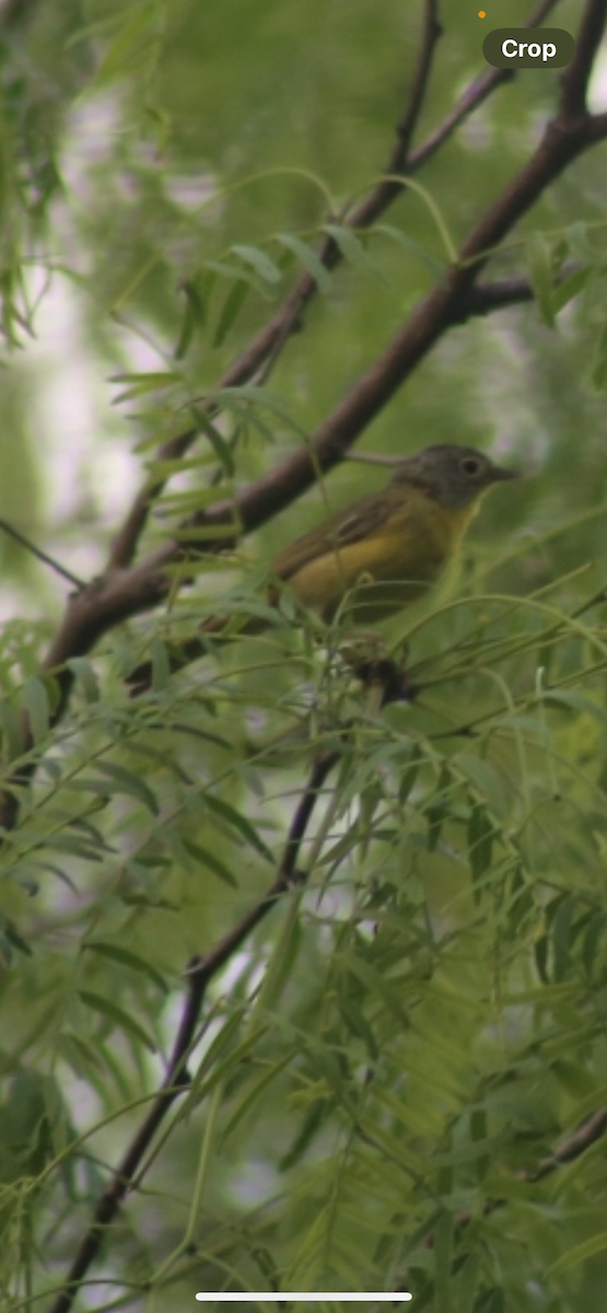 Nashville Warbler - Bill Troy