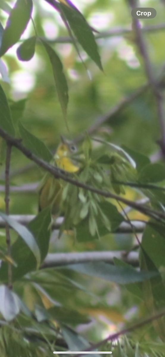 Nashville Warbler - Bill Troy