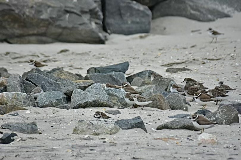 Semipalmated Sandpiper - ML616794951