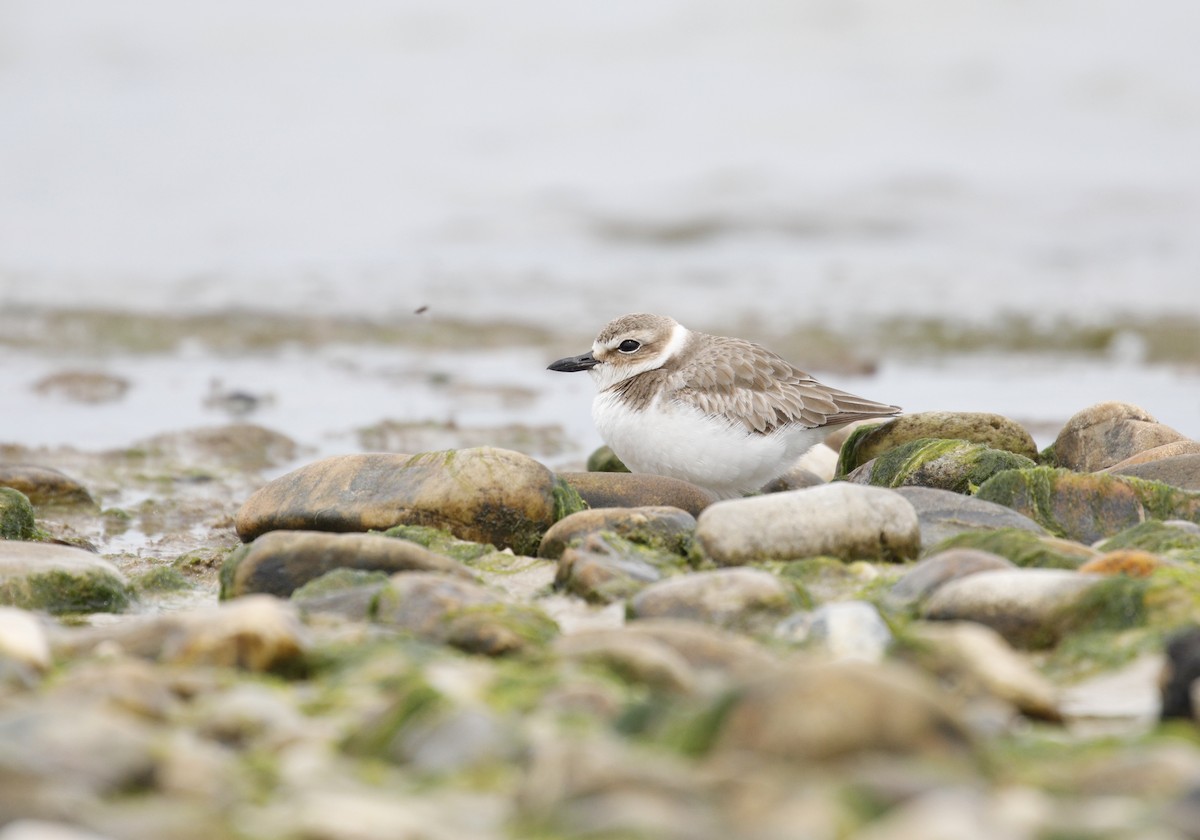 Wilson's Plover - ML616795044