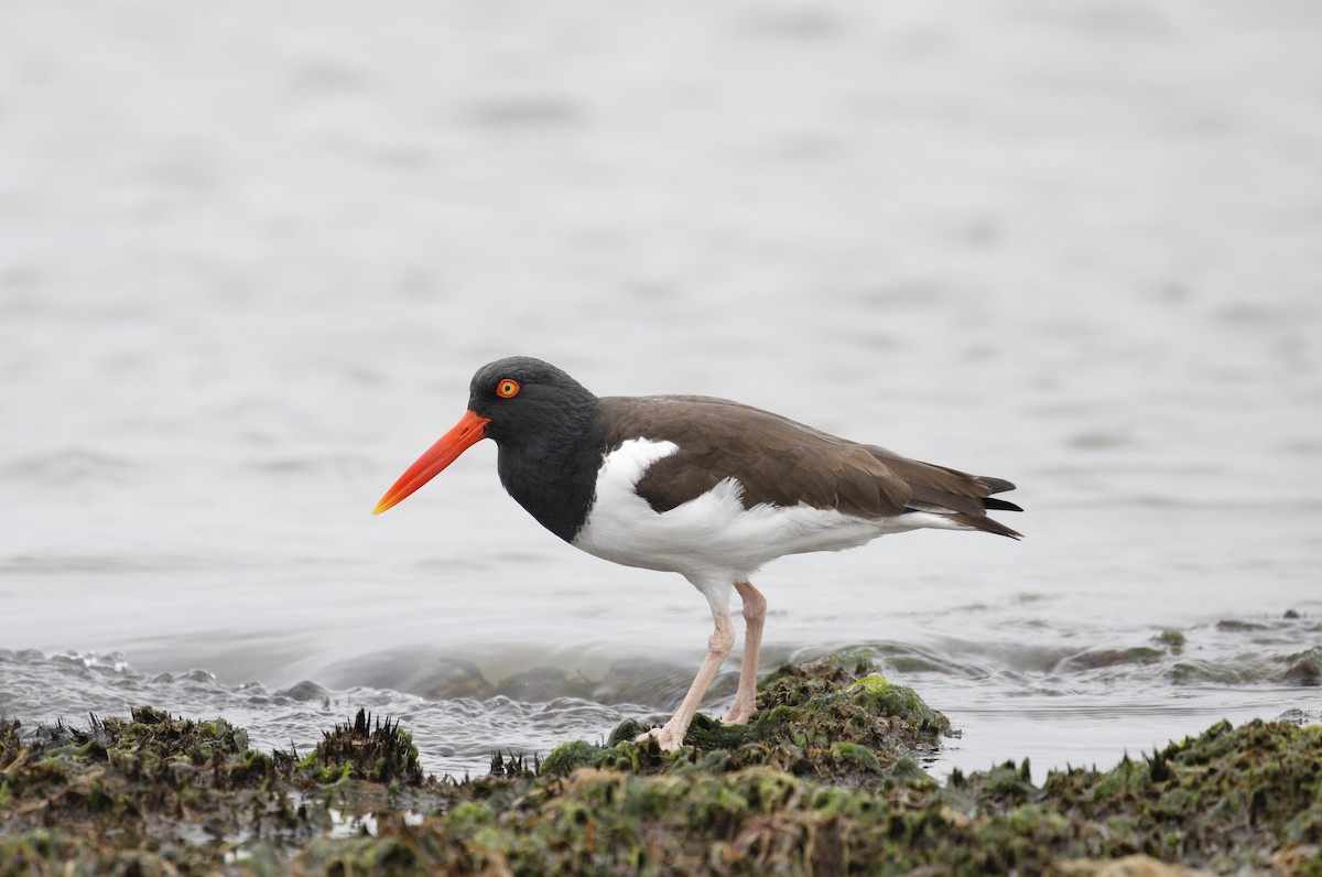 American Oystercatcher - Mike Collins
