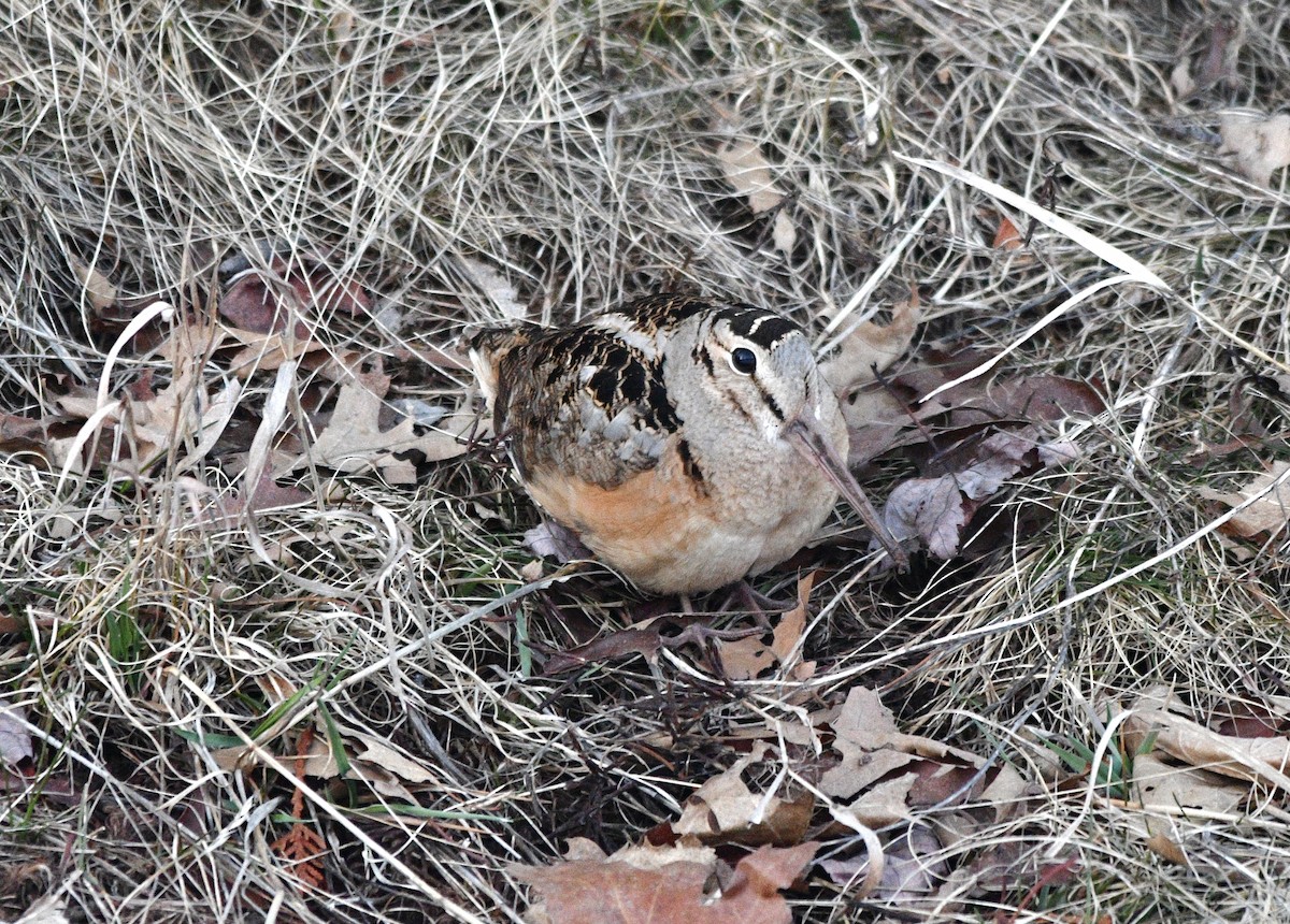 American Woodcock - ML616795055