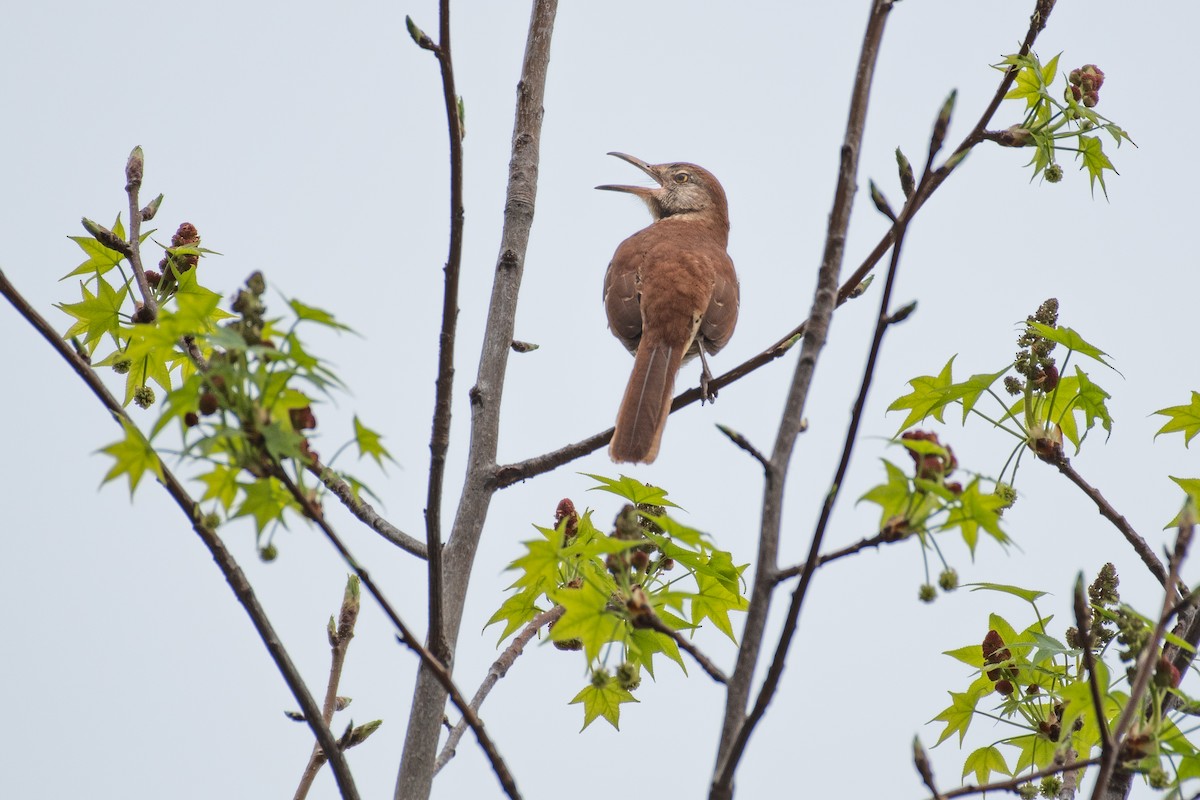 Brown Thrasher - ML616795070