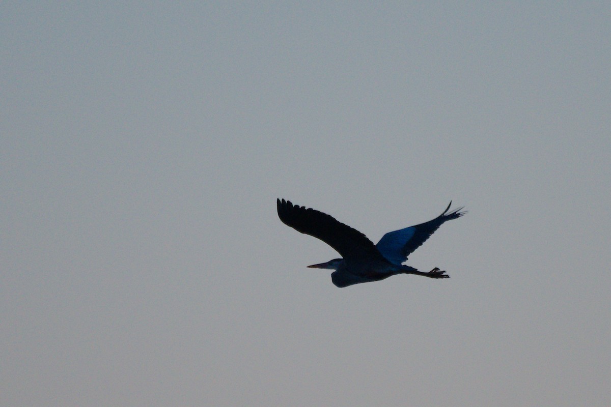 Great Blue Heron - ML616795086