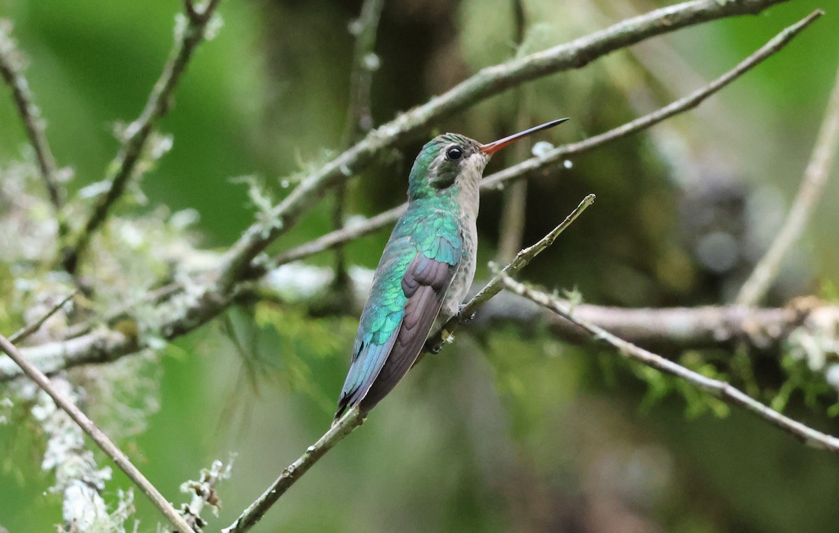 Glittering-bellied Emerald - ML616795096