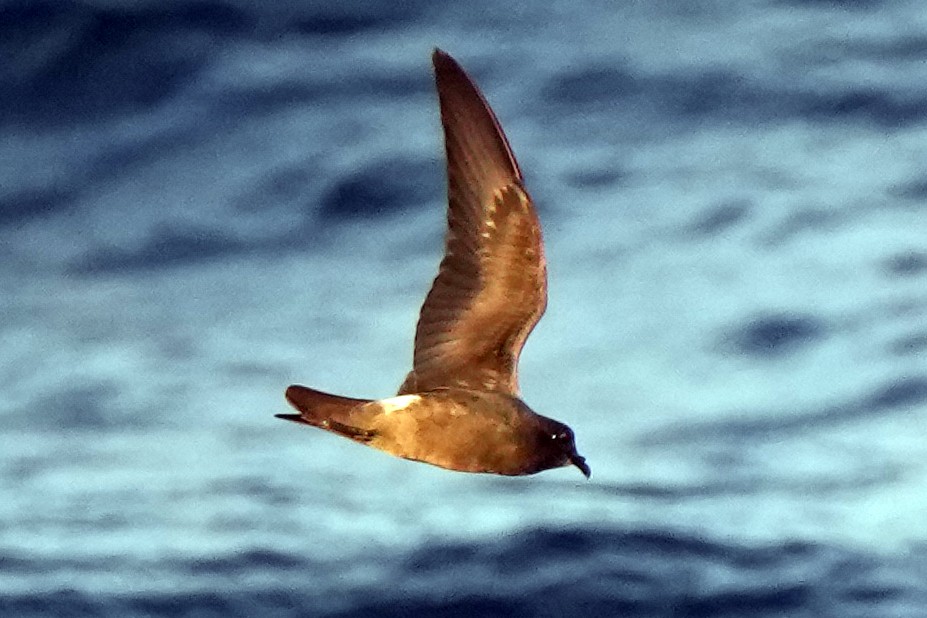 Leach's Storm-Petrel - ML616795122