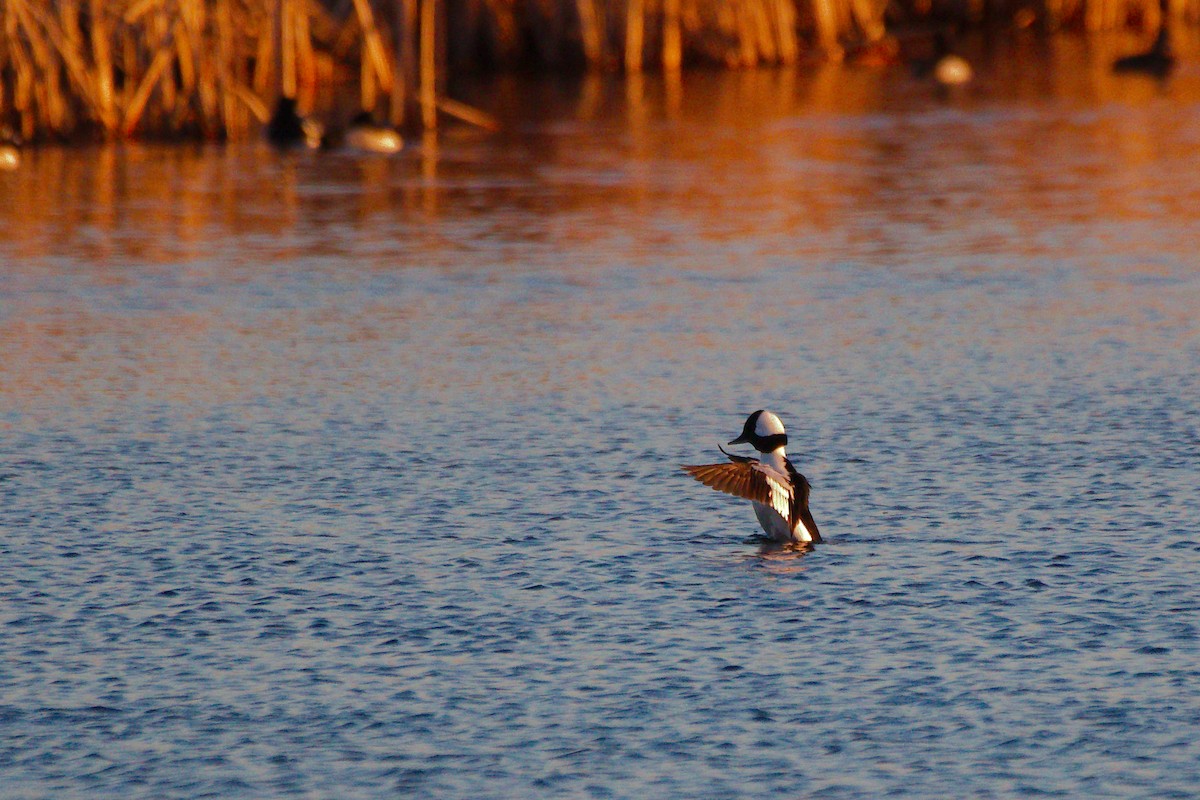 Bufflehead - Rick Beaudon