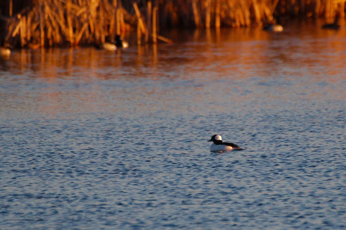 Bufflehead - ML616795150