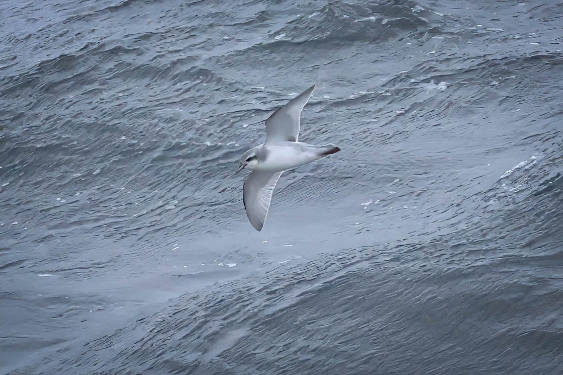 Slender-billed Prion - Skip Russell