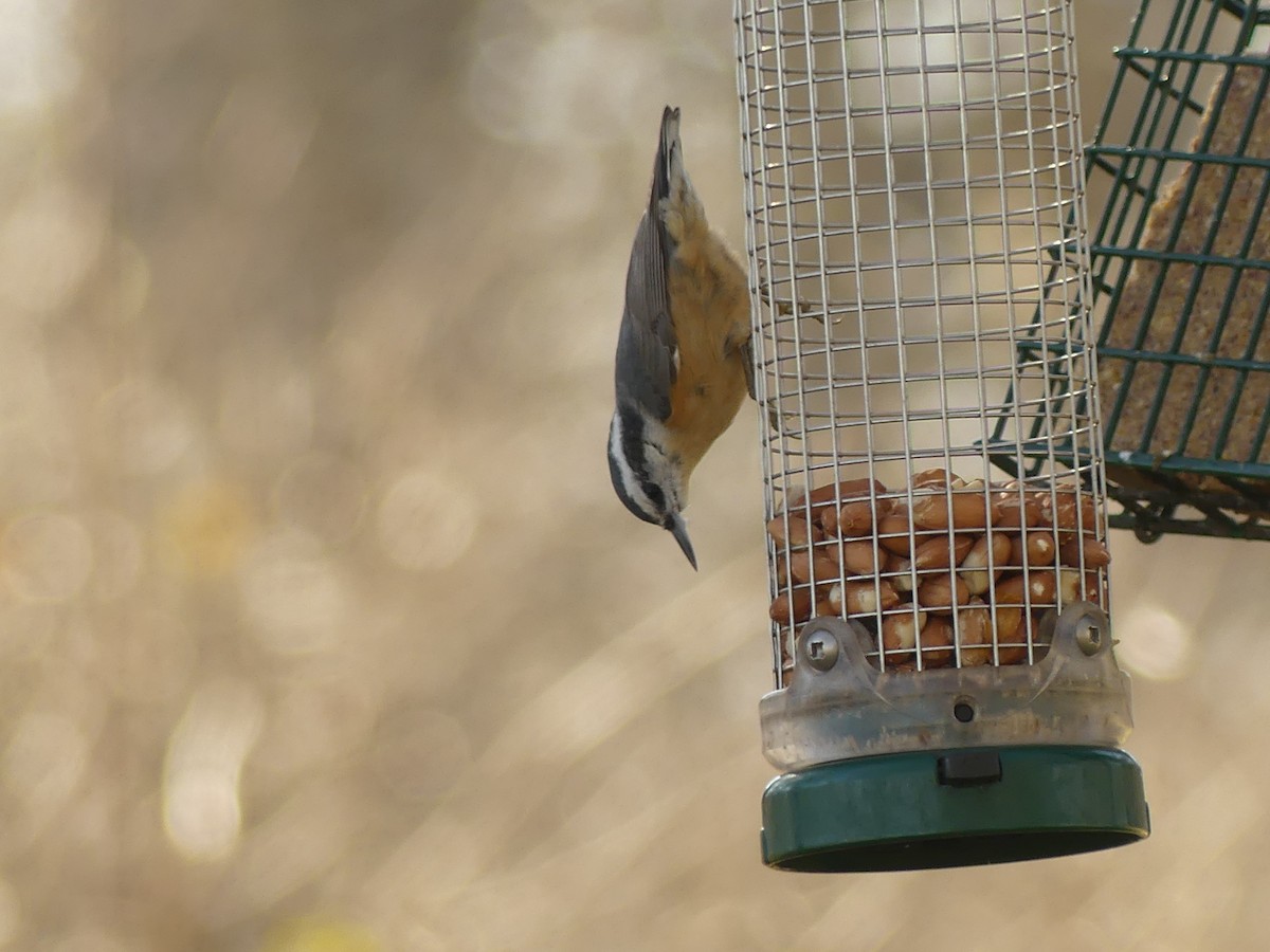 Red-breasted Nuthatch - ML616795231