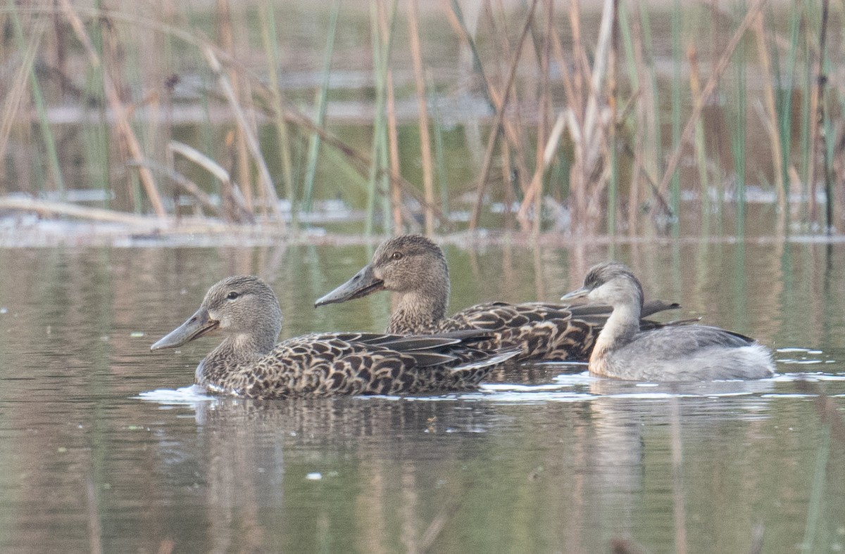 Australasian Shoveler - John Daniels