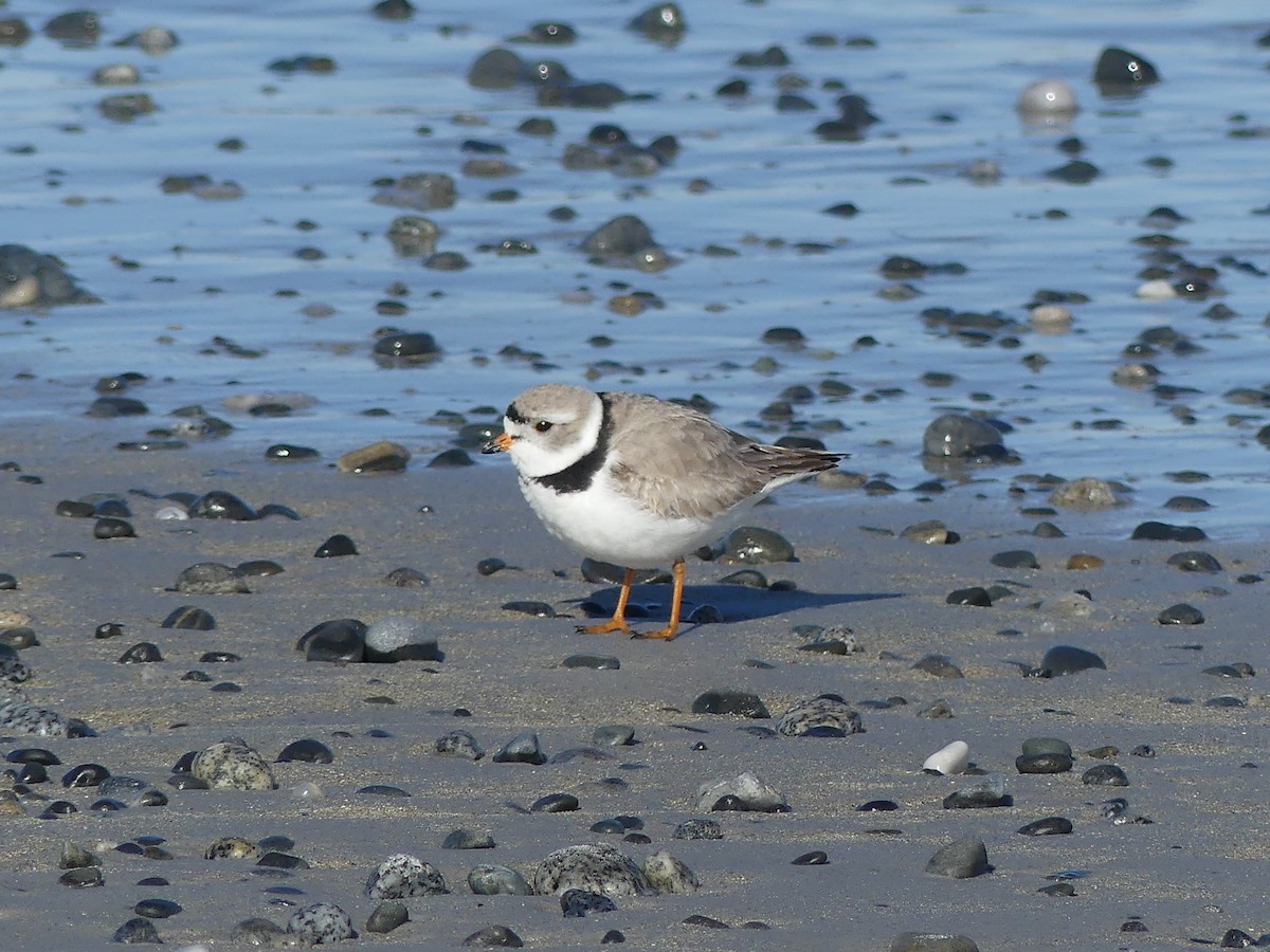 Piping Plover - Sue Deschene