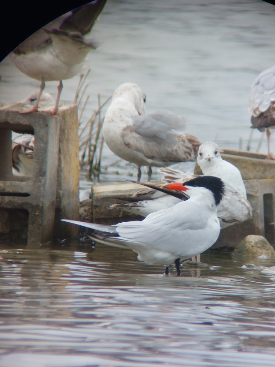 Caspian Tern - Dalen Simmons