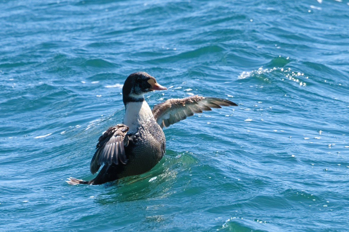 Eider à tête grise - ML616795413