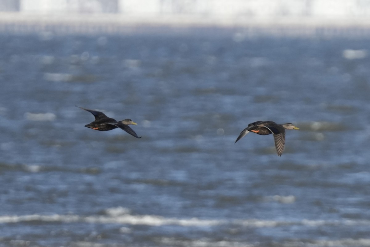 American Black Duck - ML616795440