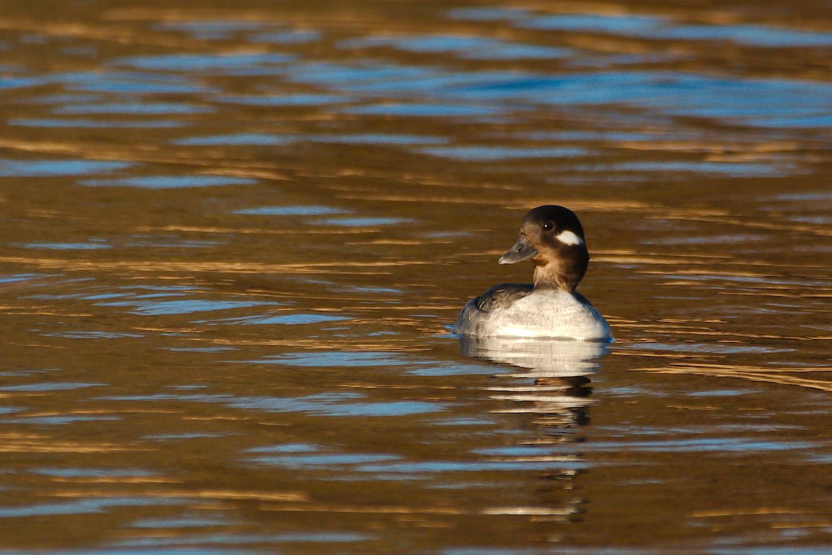 Bufflehead - ML616795441