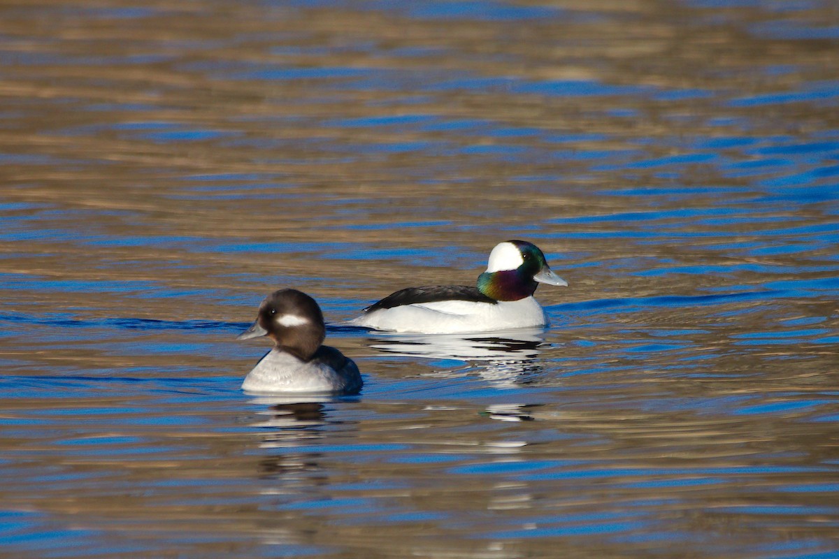 Bufflehead - ML616795442