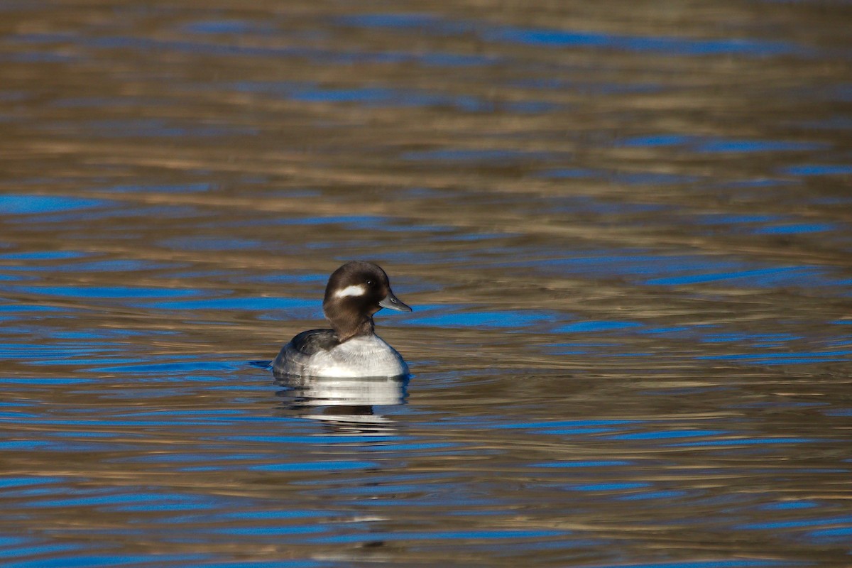 Bufflehead - ML616795443