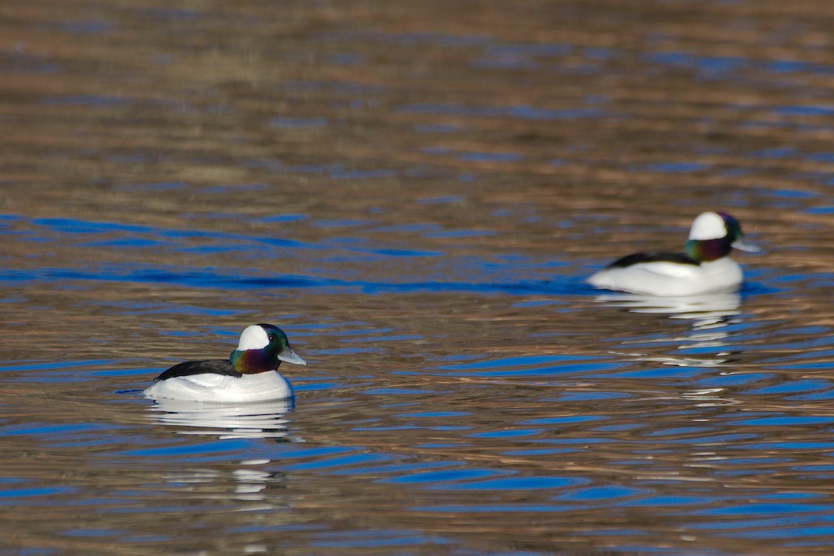 Bufflehead - ML616795444