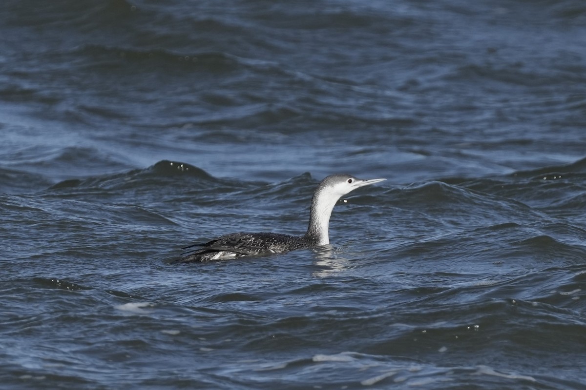 Red-throated Loon - ML616795513