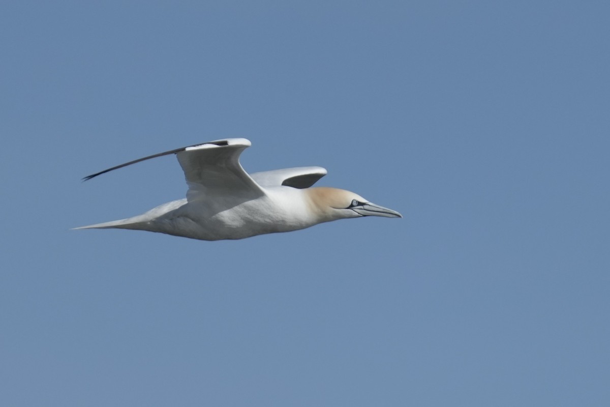 Northern Gannet - ML616795530