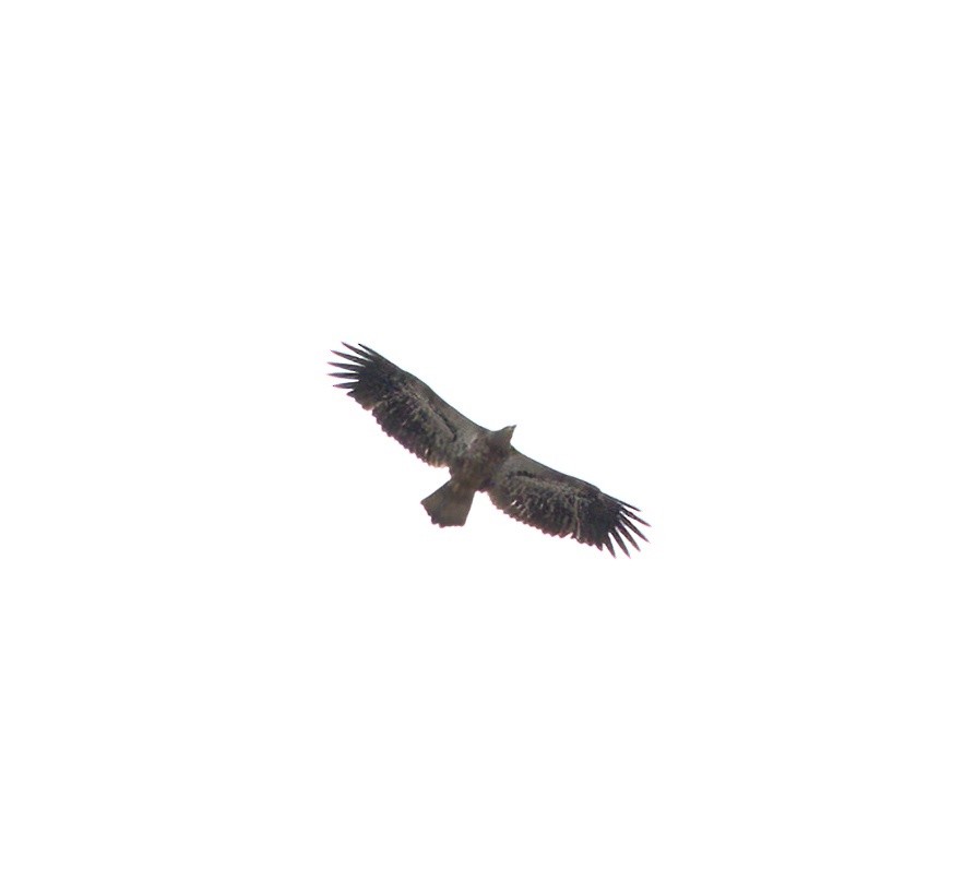 Белоголовый орлан - ML616795538