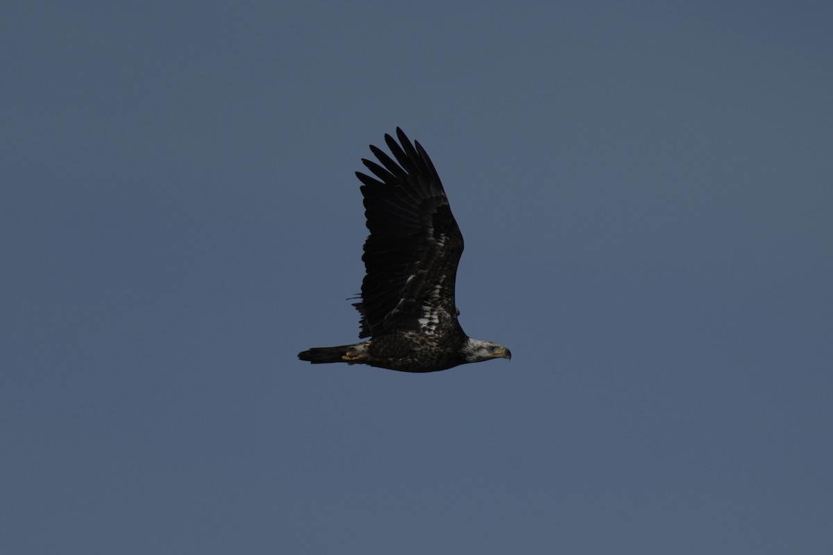 Weißkopf-Seeadler - ML616795540